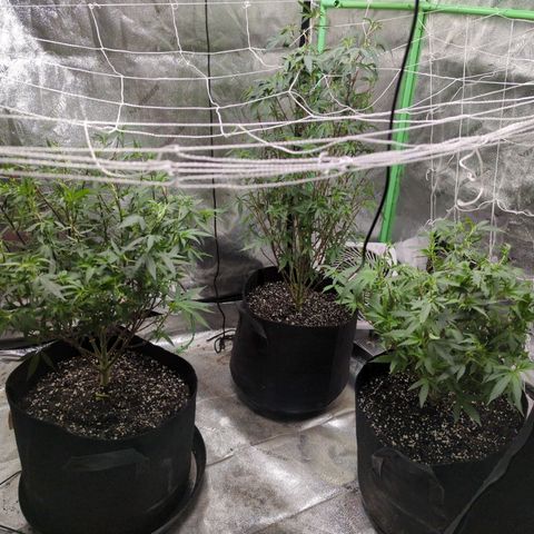 Nana glue #1 growlog timeline photo