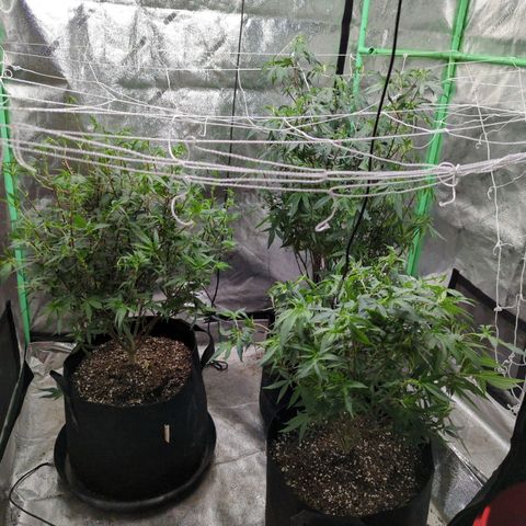 Nana glue #1 growlog timeline photo