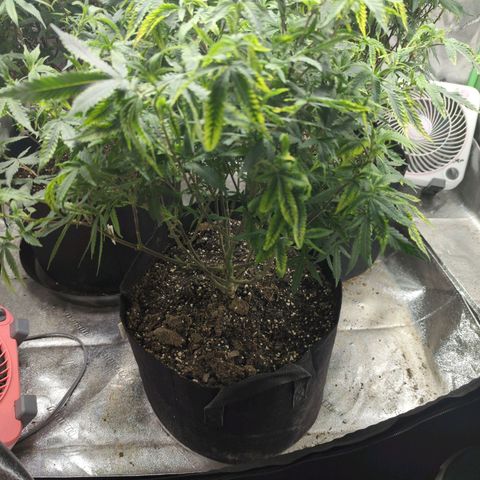 Nanaglue#3 growlog timeline photo