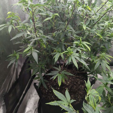 Nana glue #1 growlog timeline photo