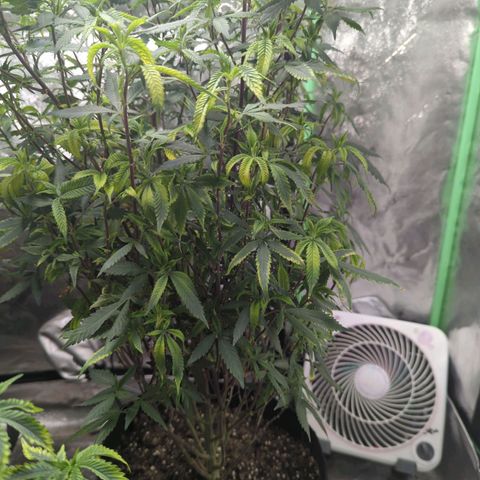 Nana glue#2 growlog timeline photo