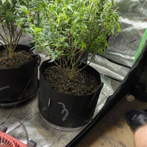 Nanaglue#3 growlog timeline photo