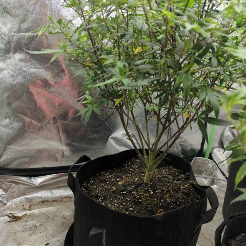 Nana glue #1 growlog timeline photo