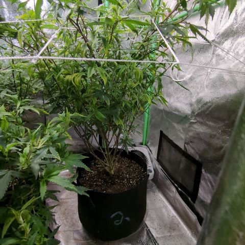 Nana glue#2 growlog timeline photo