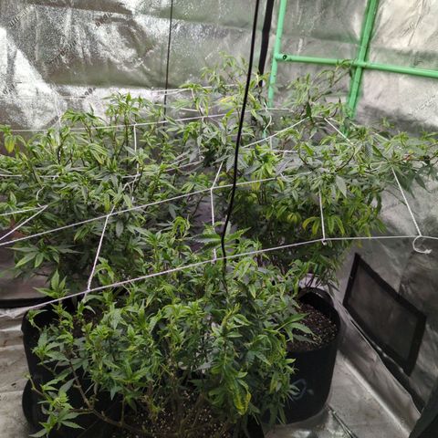 Nana glue #1 growlog timeline photo