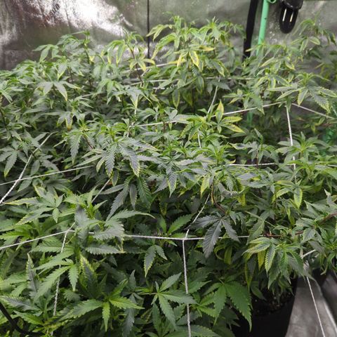 Nana glue #1 growlog timeline photo