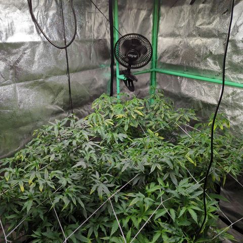 Nana glue #1 growlog timeline photo