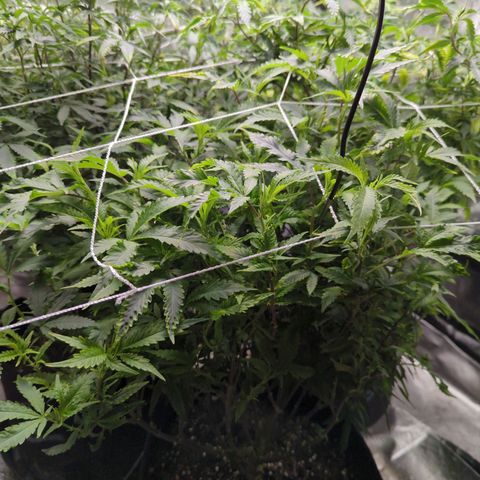 Nana glue #1 growlog timeline photo