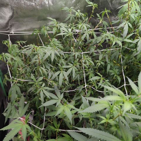 Nana glue #1 growlog timeline photo