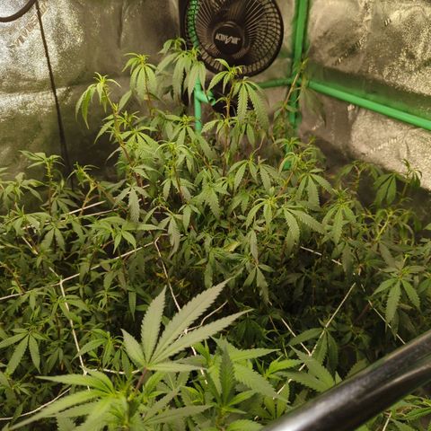 Nana glue #1 growlog timeline photo