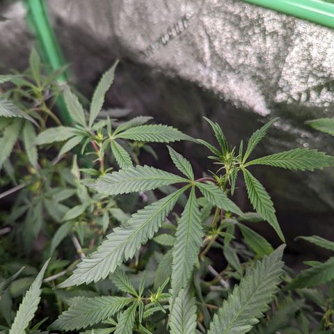 Nana glue #1 growlog timeline photo