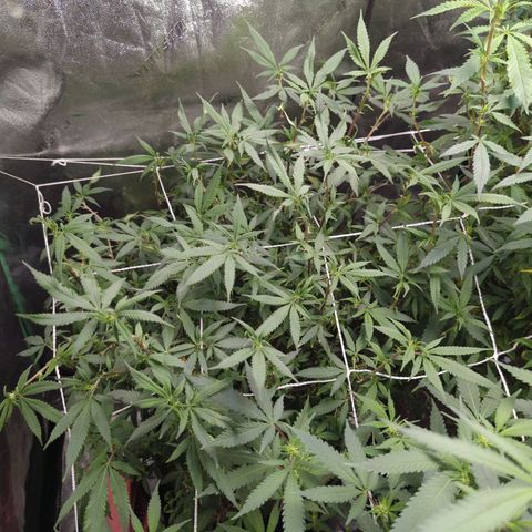 Nana glue #1 growlog timeline photo