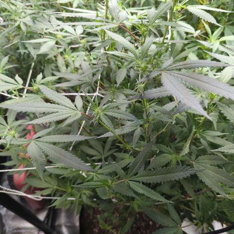 Nana glue #1 growlog timeline photo