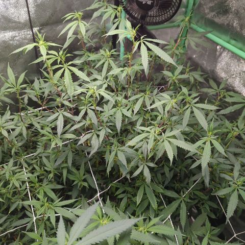 Nana glue #1 growlog timeline photo