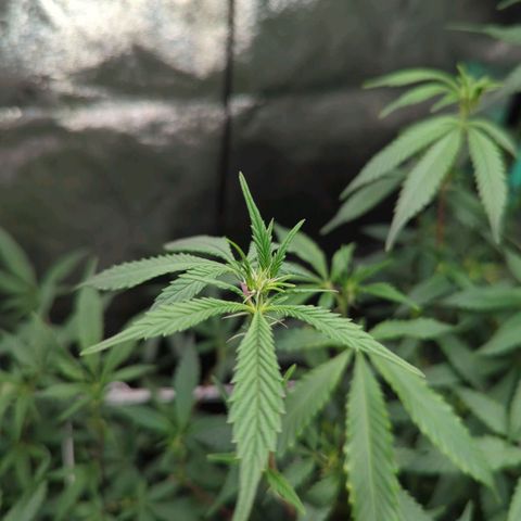 Nana glue #1 growlog timeline photo