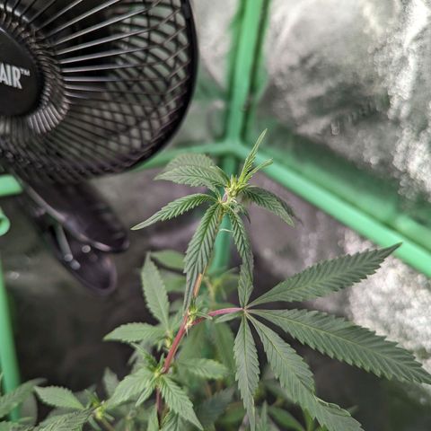 Nana glue #1 growlog timeline photo