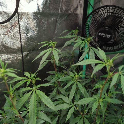 Nana glue #1 growlog timeline photo