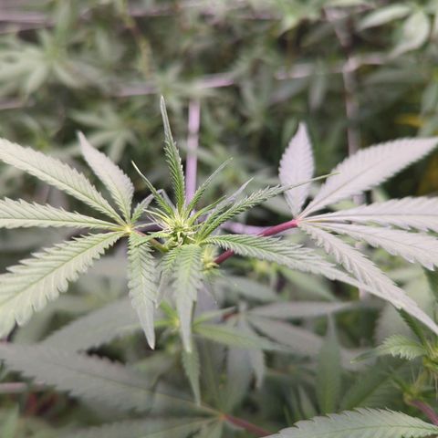 Nana glue #1 growlog timeline photo