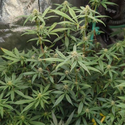 Nana glue #1 growlog timeline photo