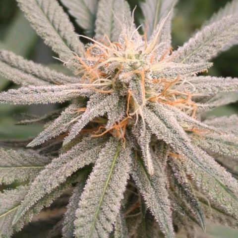 Nana glue #1 growlog timeline photo