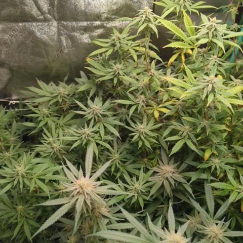 Nana glue #1 growlog timeline photo