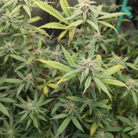 Nana glue #1 growlog timeline photo