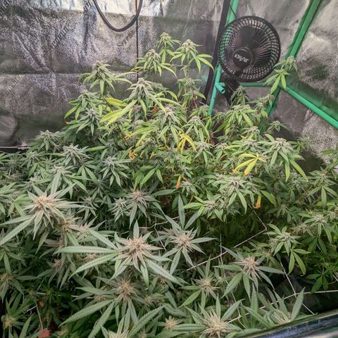 Nana glue #1 growlog timeline photo
