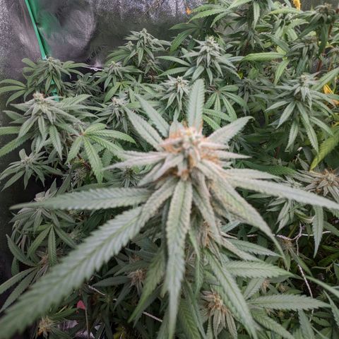 Nana glue #1 growlog timeline photo