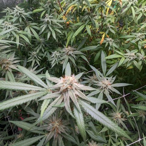 Nana glue #1 growlog timeline photo