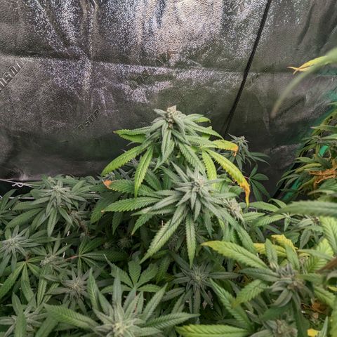 Nana glue #1 growlog timeline photo
