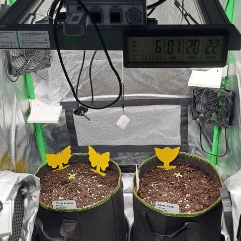 Jack Herer growlog timeline photo
