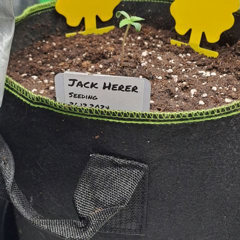 Jack Herer growlog timeline photo