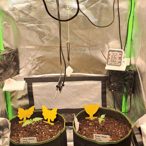 Jack Herer growlog timeline photo