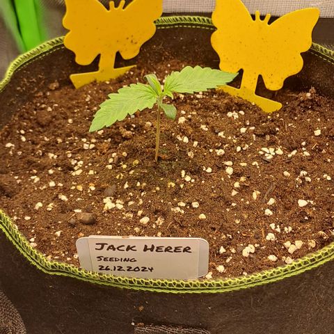 Jack Herer growlog timeline photo
