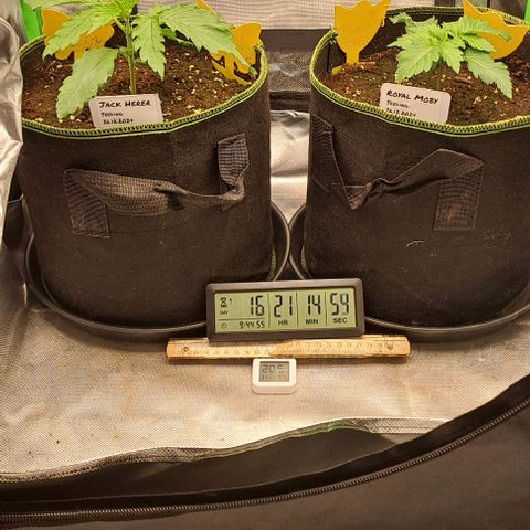 Jack Herer growlog timeline photo