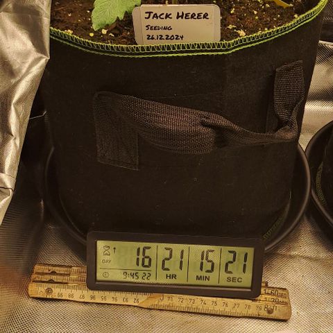 Jack Herer growlog timeline photo