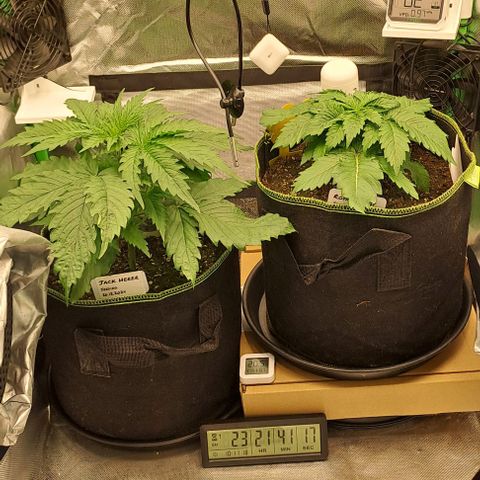 Jack Herer growlog timeline photo