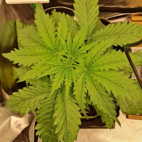Jack Herer growlog timeline photo