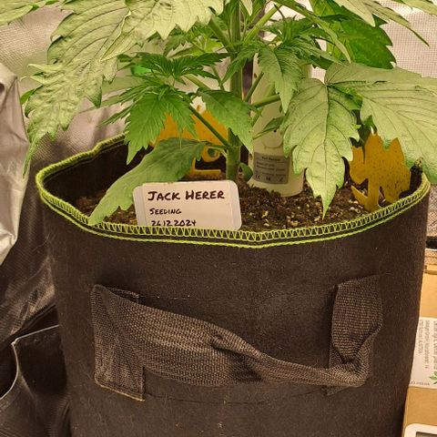 Jack Herer growlog timeline photo