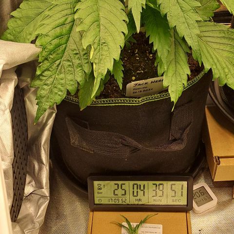 Jack Herer growlog photo: Pflanze über der 5. Nodie getoppt. 
