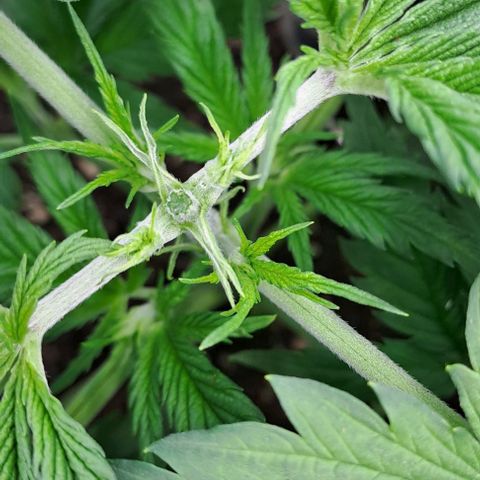 Jack Herer growlog photo: Pflanze über der 5. Nodie getoppt. 