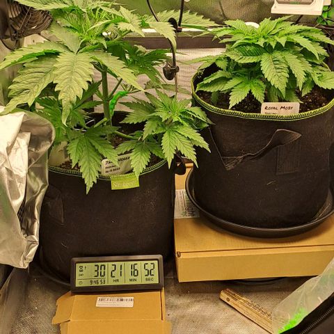 Jack Herer growlog timeline photo
