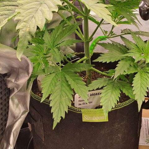 Jack Herer growlog timeline photo