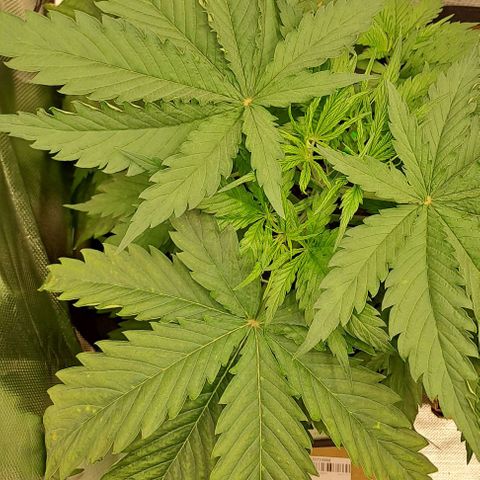 Jack Herer growlog timeline photo