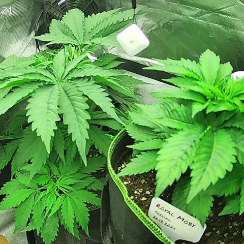 Jack Herer growlog timeline photo