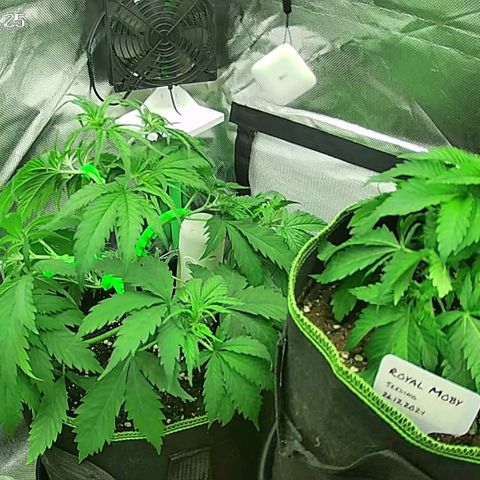 Jack Herer growlog timeline photo