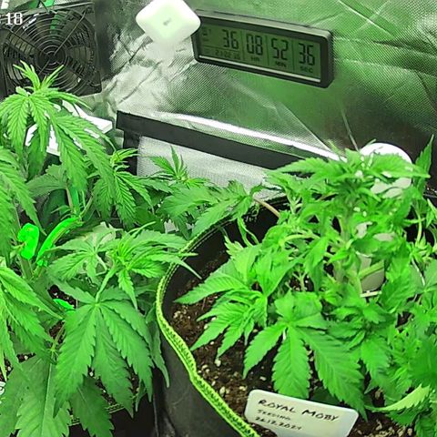 Jack Herer growlog photo: Letztes LST und Entlaubung vor  Einleitung der Blüte