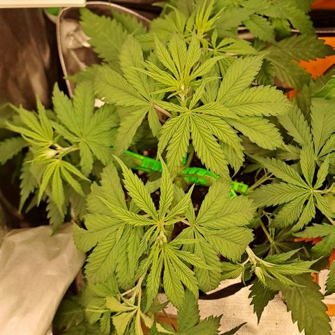 Jack Herer growlog timeline photo