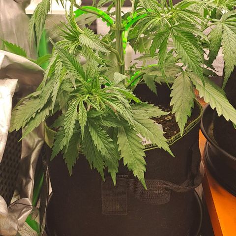Jack Herer growlog timeline photo