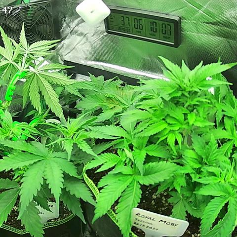 Jack Herer growlog timeline photo